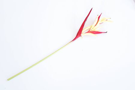 haliconia flower on white backgroundの写真素材