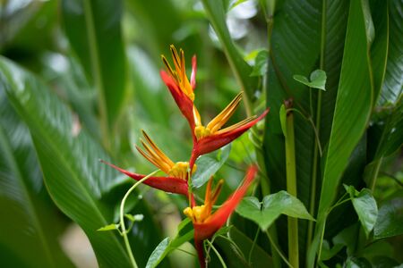 haliconia flower on green natural backgroundの写真素材