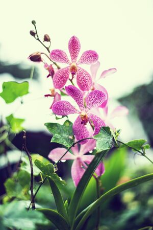 Beautiful orchid flower with natural backgroundの写真素材