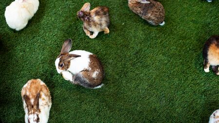 rabbit on grass field springの写真素材