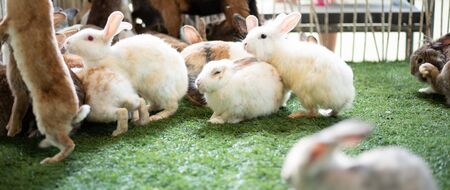 rabbit on grass field springの写真素材