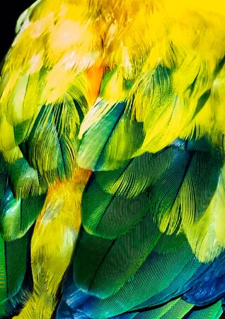 Close up of Scarlet Macaw feathers in sharp detailsの写真素材