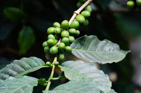 fresh coffee cherry on coffee treeの写真素材