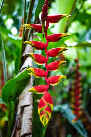 haliconia flower on garden backgroundの写真素材