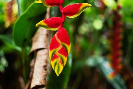 haliconia flower on green nature backgroundの写真素材