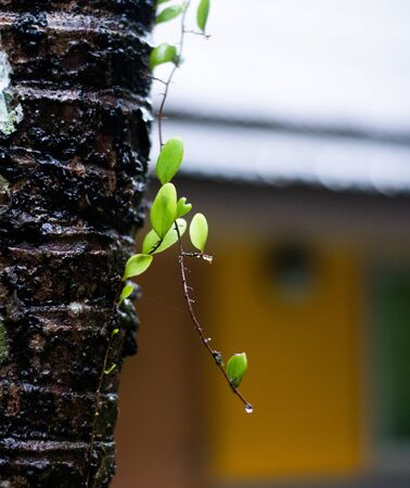 close up of fern leaf on treeの写真素材