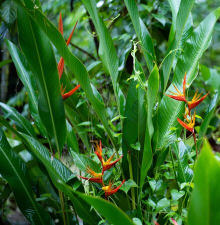 haliconia flower on nature backgroundの写真素材