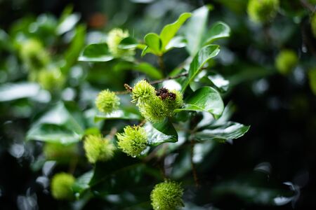 Young Green fruits of rambutan is raw in the orchardの写真素材