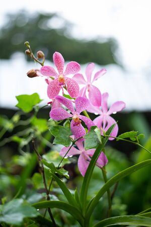 white orchid backdrop backgroundの写真素材