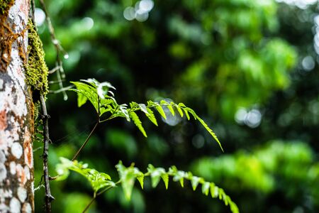 close up of fern leaf on treeの写真素材