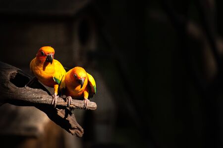 Beautiful parrot, Sun Conure on tree branchの写真素材