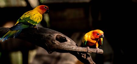 Beautiful parrot, Sun Conure on tree branchの写真素材