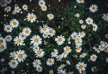 camomile flower sence of nature backgroundの写真素材