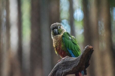 Beautiful parrot, Sun Conure on tree branchの写真素材