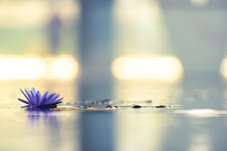 Beautiful waterlily or lotus flower in pond.の写真素材