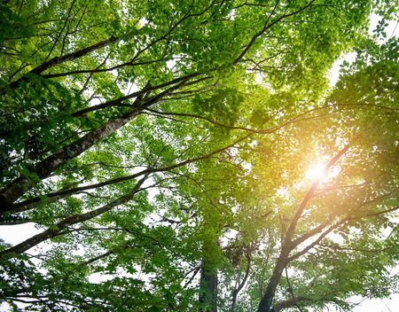maple leaf in rain forest with sunlight の写真素材
