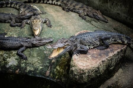 Crocodiles stand on rock . Crocodile Farm.の写真素材