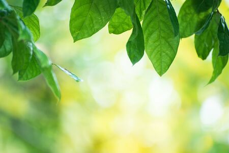 Closeup nature view of green leaf on blurred greenery background in garden with copy space using as background natural green plants landscape, ecology, fresh wallpaper concept.の写真素材