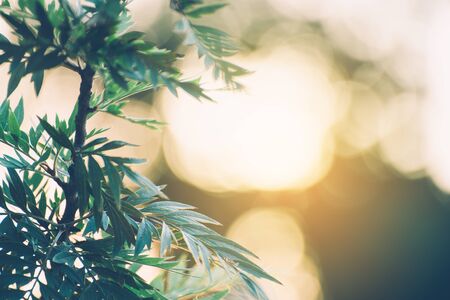 Closeup nature view of green leaf on blurred greenery background in garden with copy space using as background natural green plants landscape, ecology, fresh wallpaper concept.の写真素材