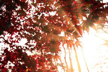 Autumn colorful red maple leafの写真素材