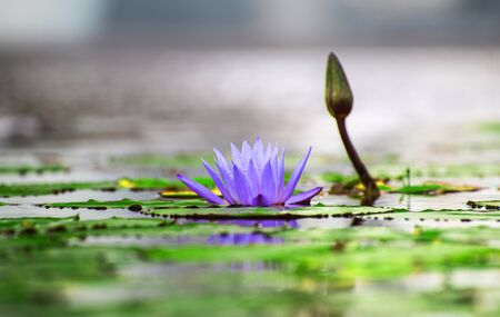 lotus lilly flower blossom on waterの写真素材