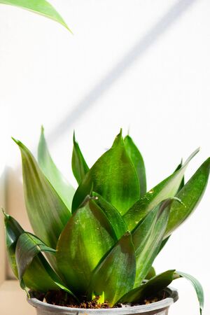 Window-leaf  , indoor tree in Living Roomの写真素材