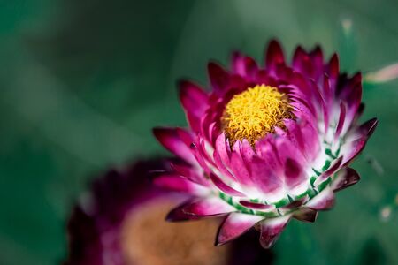 macro nature shot of Everlasting, Straw flower focus on pollen の写真素材