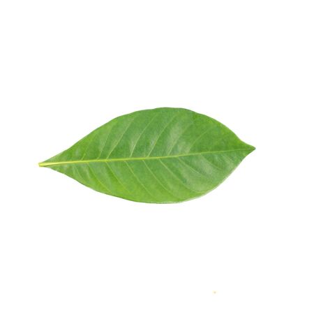 fresh green leaf on white backgroundの写真素材