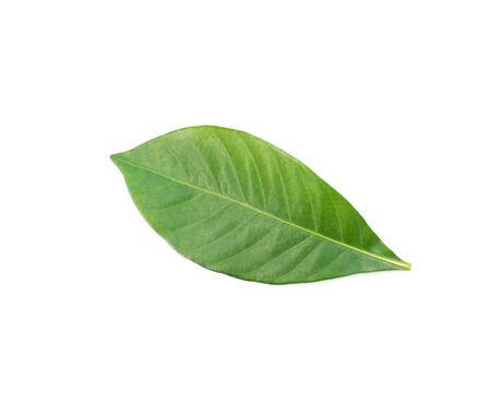 Green leaf texture. Leaf texture background top viewの写真素材