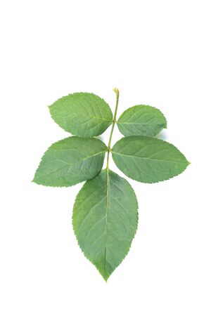 Green leaf texture. Leaf texture background top viewの写真素材