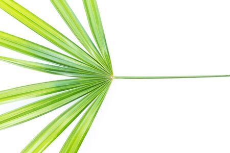 Green leaf texture. Leaf texture background の写真素材