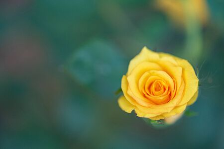 yellow rose macro shot in gardenの写真素材