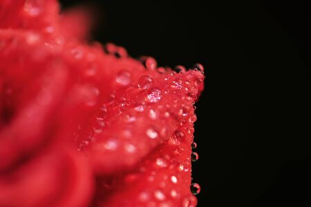 rose flower macro shot , nature background