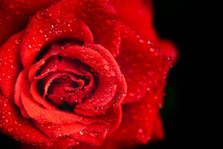 rose flower macro shot , nature background
