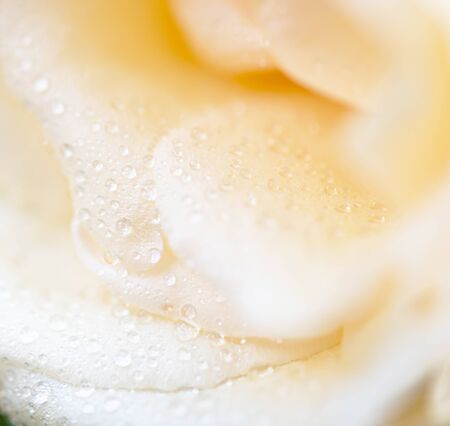 rose flower macro shot , nature background の写真素材