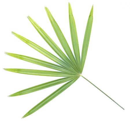 fresh green leaf on white backgroundの写真素材
