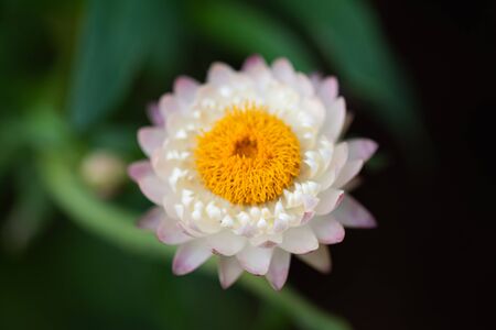 macro nature shot of Everlasting, Straw flower focus on pollenの写真素材