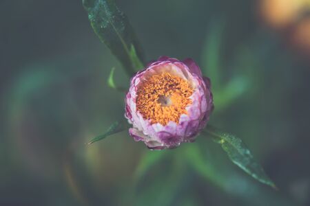 macro nature shot of Everlasting, Straw flower focus on pollen の写真素材