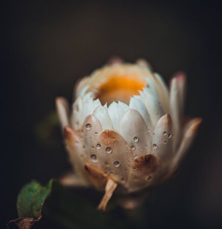 macro nature shot of Everlasting, Straw flower focus on pollenの写真素材