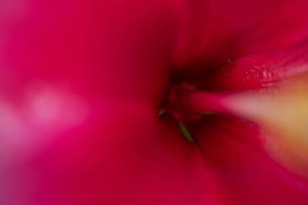 macro nature shot of hibiscus flower blossomの写真素材