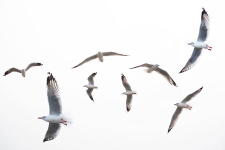 seagull flying on white background .の写真素材