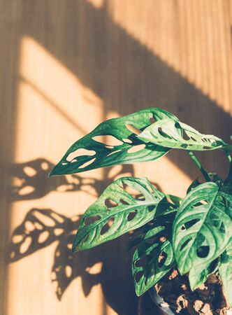 Window-leaf , Monstera obliqua in pot , indoor tree in Living Roomの写真素材