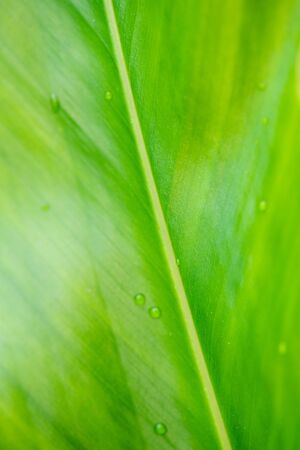 Green leaf texture. Leaf texture background 