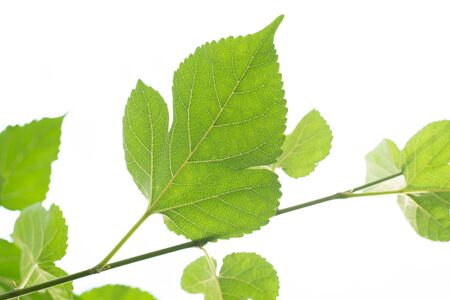 green leaves on white backgroundの写真素材