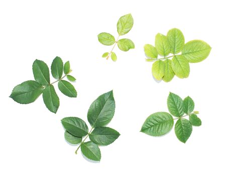 fresh green leaf on white backgroundの写真素材