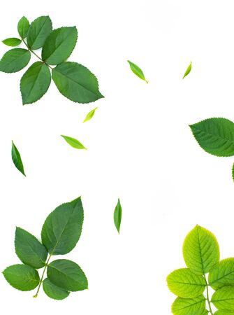 fresh green leaf on white backgroundの写真素材