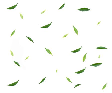 fresh green leaf on white backgroundの写真素材