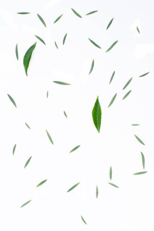 fresh green leaf on white backgroundの写真素材