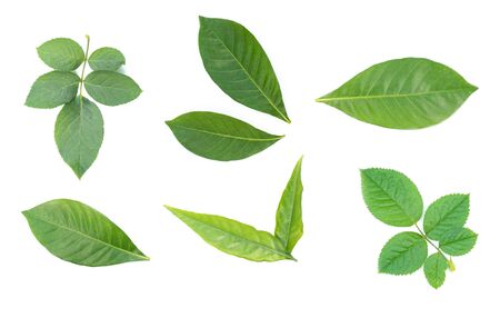 fresh green leaf on white backgroundの写真素材