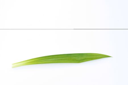 fresh green leaf on white backgroundの写真素材